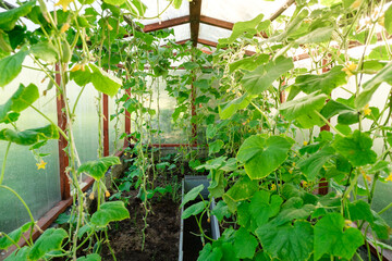 Homemade greenhouse with rows of cultivation