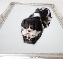 The little dog at the mirror