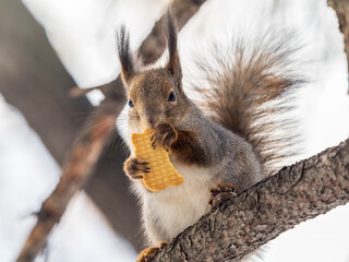 The squirrel funny sits on a branches in the winter or autumn