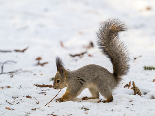 Squirrel hides nuts in the white snow