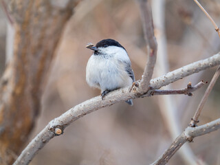 Cute bird the willow tit, song bird sitting on a branch without leaves in the winter.