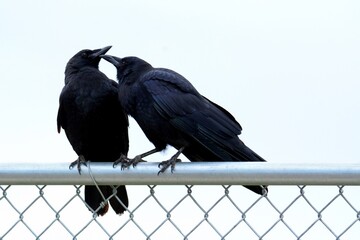 American crow bird grooming another crow while perched on chain link fence on overcast rainy day