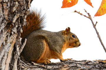 Fox squirrel sitting on tree branch with golden red autumn leaves on overcast day