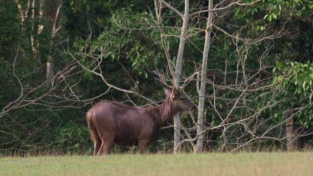 Facing to the right and then looks into the camera while shaking its head happy of its mud bath then looks to the right again; Sambar Deer, Rusa unicolor, Phu Khiao Wildlife Sanctuary, Thailand.