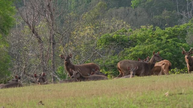 Stag standing in the middle with females around alert and ready to go as they all look straight towards the camera; Sambar Deer, Rusa unicolor, Phu Khiao Wildlife Sanctuary, Thailand.