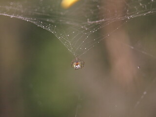 Web spider 