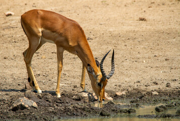 Impala ram isolated drinking water