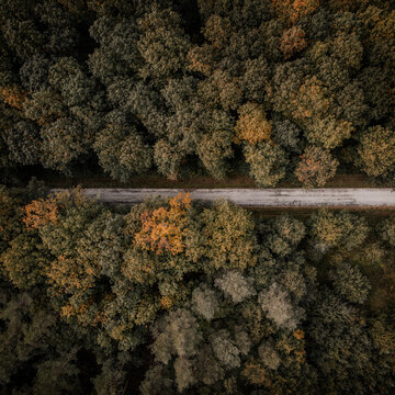 Forest Road