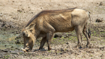 A common warthog plays in the mud at a waterhole in the African wilderness