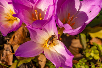 A bee collects pollen on a flower.