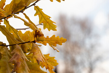 Not yet fallen yellow oak leaves. Autumn in Siberia. Close-up. Copy space.