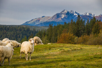 Fototapeta Owce pasące się na tle Tatr. obraz