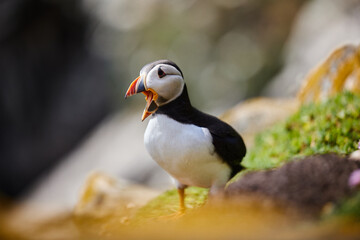 puffin birds on the Saltee Islands in Ireland, Fratercula arctica
