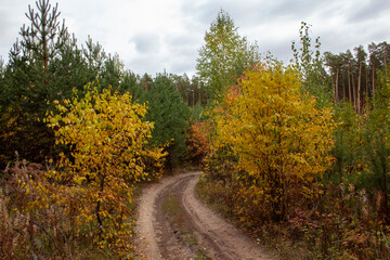 Fototapeta na wymiar Autumn pine forest with yellow leaves and a path through the forest. Walk in the autumn pine forest in the city of Shadrinsk, Kurgan region.