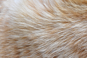 Ginger cat fur texture background. Orange cat hair texture.