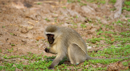 A vervet monkey isolated in the wild