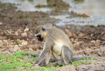 A vervet monkey isolated in the wild