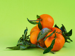 fresh organic mandarins with green leaves on a green background. Tangerines
