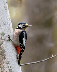 bird, specht, natur, wild lebende tiere, tier, wild, baum, schnabel, bird, ast,