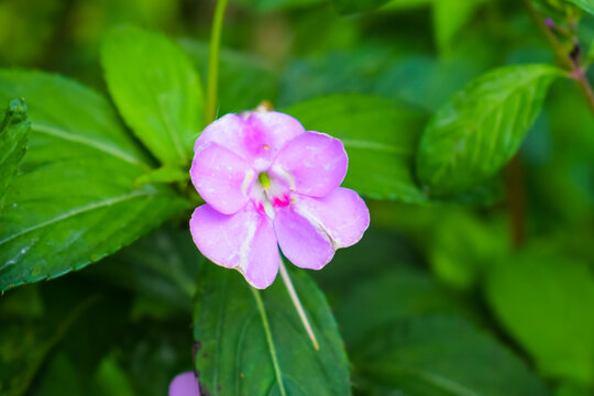 Purple flower blooming in the pot