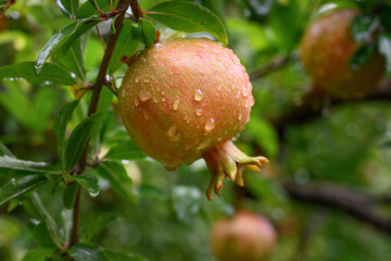Ripe pomegranate fruit with drops after rain on a summer day. close-up. Garden plant. Fruit tree....