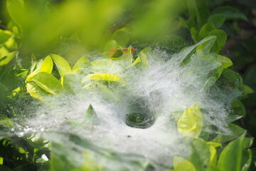 White spider web on green leaves in the morning.