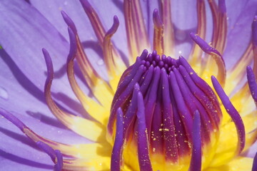 photo close up of pollen flower.