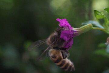 Photo close up flying  bee collecting pollen at purple flower.