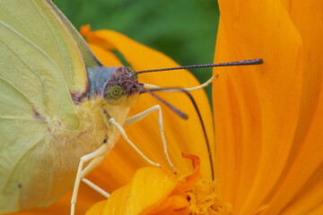 Photo close up butterfly sitting on yellow flower.
