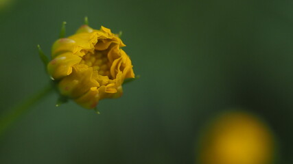 Green bokeh nature at national park after stopped raining.