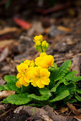Yellow primrose flowers with green leaves.