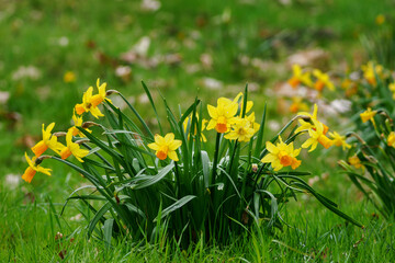 Yellow narcissus flowers growing in the grass.