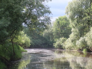 A river running through a forest