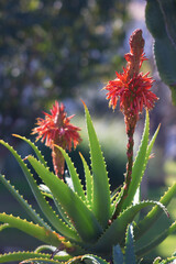 cactus with pretty red flower