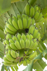 Unripe bananas on tree.