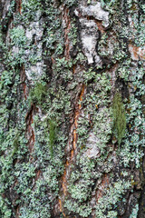 Birch bark covered with moss and lichens. The bark of the old birch tree is covered with lichen. Background of white with black bark and green moss.