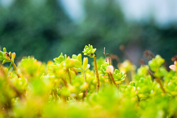 nature, flower, plant, garden, flowers, macro, flora, color, fresh, green, beautiful, beauty,...