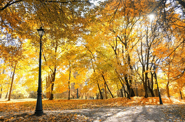 Fototapeta premium autumn park with golden trees and lantern, natural sunny background. beautiful harmony autumn landscape. fall season concept.