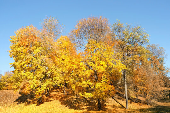 autumn forest and blue sky, natural sunny background. beautiful harmony autumn landscape with golden trees. fall time concept.