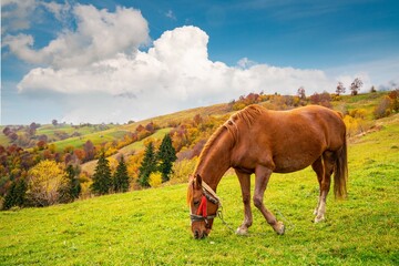 Fototapeta na wymiar A handsome stallion walks in the field and eats juicy grass
