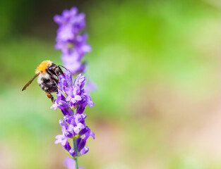 Working bee on lavender flower in summer garden. Gardening and summer vacation concept