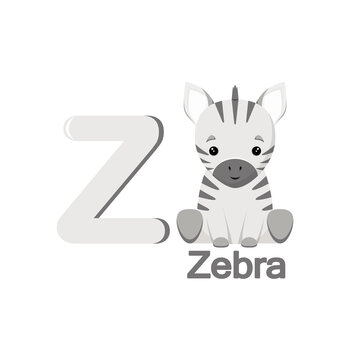 Cute zebra on a white background. English alphabet for children.
