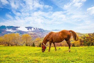 Fototapeta na wymiar A handsome stallion walks in the field and eats juicy grass