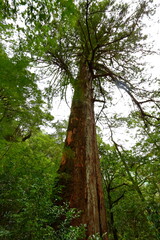 Lalashan Natural forest, paths in a forest of cypress trees in Taoyuan City, Fuxing District, Taiwan