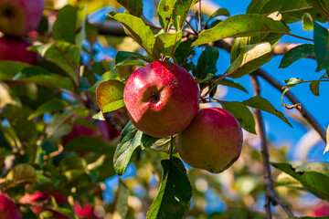Rote reife Äpfel an einem Zweig