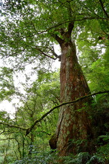 Lalashan Natural forest, paths in a forest of cypress trees in Taoyuan City, Fuxing District, Taiwan