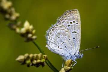 Little White Butterfly Sun Bathing
