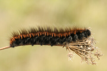 A Fox Moth Caterpillar, Macrothylacia rubi, crawling over a plant in a meadow.