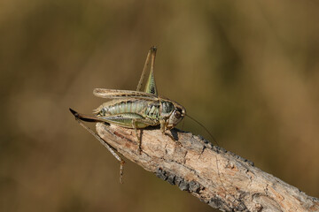 A female Grey Bush-Cricket, Platycleis albopunctata, resting on a twig enjoying the sunshine.