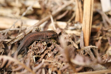 A tiny cute baby Common Lizard, Zootoca vivipara, basking in the sunshine in the undergrowth.